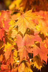 Naklejka na ściany i meble Autumn background with red maple leaves
