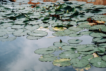 Dark green water lilies on the lake.