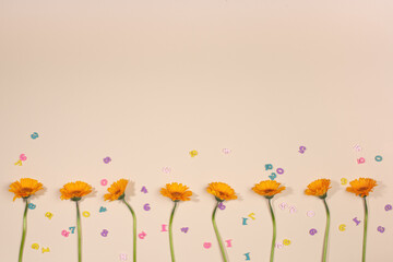 Orange Gerbera flowers in a row and colourful wooden numbers on beige background. Flat lay, copy space.