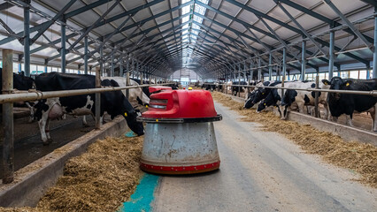 The robot farmer is programmed to automate the feeding process of the animals. A modern dairy cow farm in Russia.