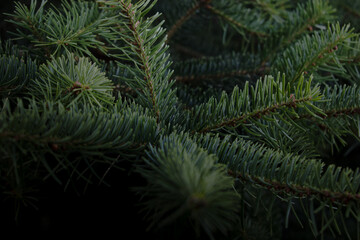 Fir tree branch close up. Coniferous twig on green needles of fluffy fir tree branch.