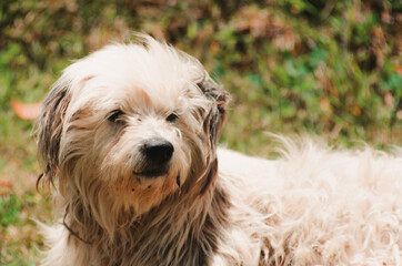 portrait of white dog with long hair