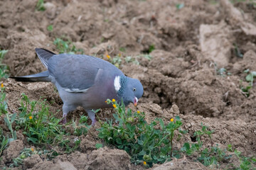 Fototapeta premium pigeon on the ground