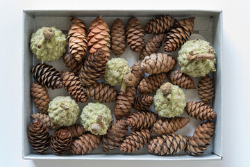 pine cones and acorns in a paper box