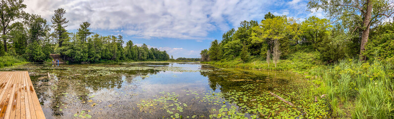 reeds on the lake