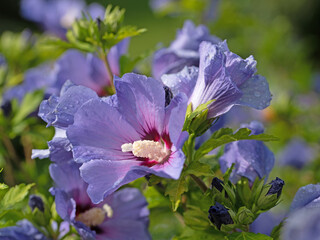 Blau blühender Hibiskus, Hibiscus, Nahaufnahme
