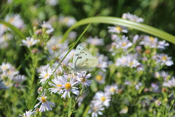 Butterfly On The Flowers, William Hawrelak Park, Edmonton, Alberta