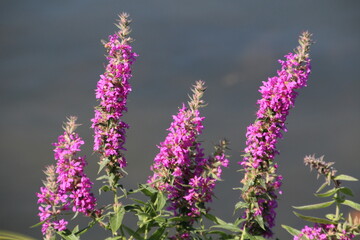 Purple Wildflower, William Hawrelak Park, Edmonton, Alberta