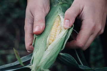 The farmer opens an ear of corn adoring the grains.