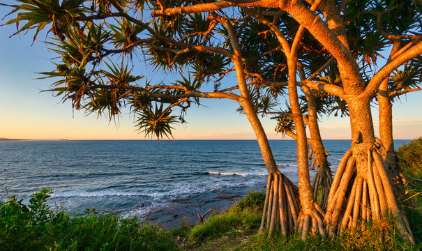 Pandanus tree by ocean at sunset, Moffat Beach Headland, Queensland, Australia