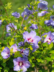 Violett blühender Hibiskus, Hibiscus, im Garten