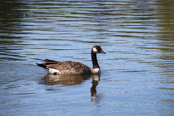 Goose Moving On The Lake, William Hawrelak Park, Edmonton, Alberta