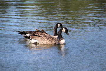 Pair Of Geese, William Hawrelak Park, Edmonton, Alberta
