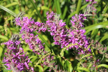 Obraz premium Purple Flowers, William Hawrelak Park, Edmonton, Alberta