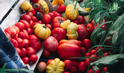 Fresh tomatoes of different colors and varieties are scattered on the ground from a wooden box.