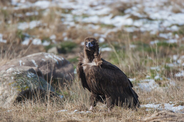Cinereous Vulture (Aegypius monachus) perched on grass, full size.