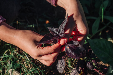 Man collects dark fresh basil.