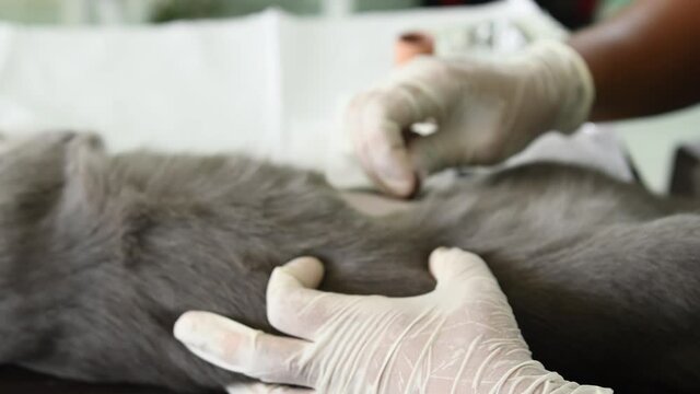 manos de una veterinaria haciendo una esterilizacion de gata cortando pelo