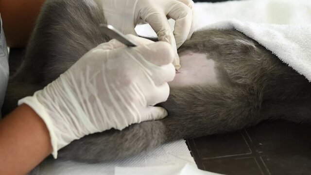 manos de una veterinaria haciendo una esterilizacion de gata 