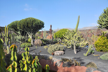 Cactus Garden on spanish island Lanzarote