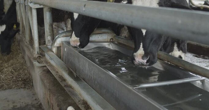 cows drink water in the barn. Cows breeding at modern milk farm.