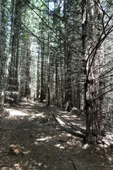 Fototapeta premium Summer forest landscape in the Carpathians, Romania, Europe