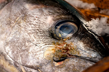 Close up of Ahi Tuna on Ice at a fish market