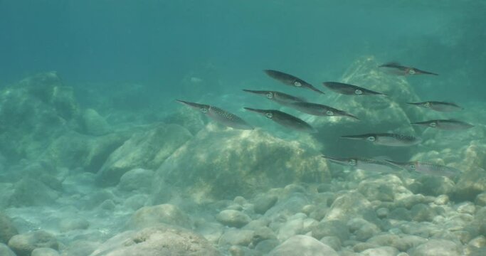 squid school  underwater  calamari drifting and swimming underwater close and slow ocean scenery animal cephalopod
