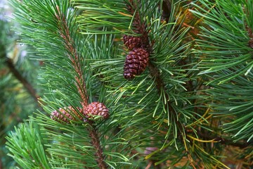 The lush shoots of evergreen tree Pine or Pinus Sylvestris with brown wet conifer cones and rain drops growing in evergreen coniferous forest. Pine branches for backdrop.Soft focus.