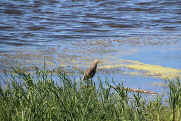 Heron Looking Around, Pylypow Wetlands, Edmonton, Alberta