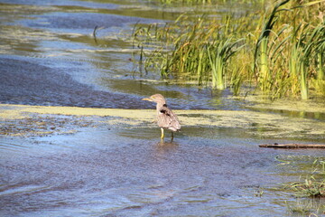 Heron In The Wetlands, Pylypow Wetlands, Edmonton, Alberta