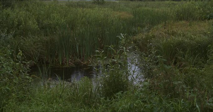Close view at pond in rainy day at Perehod tourist educational path in Polesie National Park. Poland, Europe.Up camera slide.