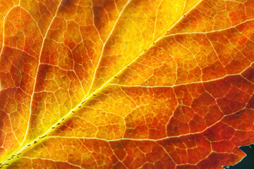 Closeup autumn fall extreme macro texture view of red orange green wood sheet tree leaf glow in sun background. Inspirational nature october or september wallpaper. Change of seasons concept.