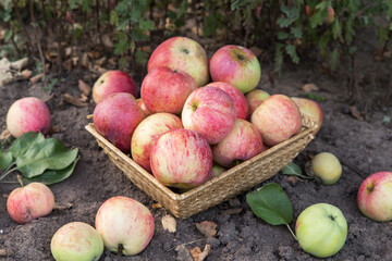 Naklejka na ściany i meble Organic apple harvest in basket on ground. Freshly harvested red pink apples in garden