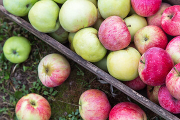 Apple harvest in wooden box close up, texture background. Freshly harvested organic different colorful apples in garden