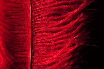 Close up dark red feather texture background pattern with copy space for text 