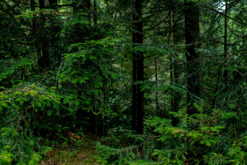 Obraz premium gloomy forest landscape in a coniferous forest 
