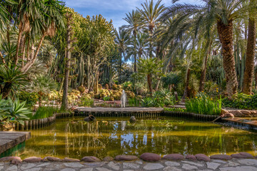 Palm grove of Elche. Botanical garden of the huerto del cura in Elche, Alicante, spain