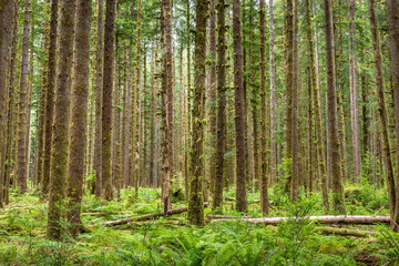 Trees in the Hoh rainforest, Olympic National Park, Washington