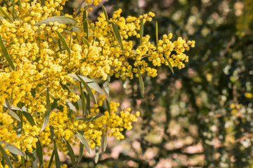 closeup of golden wattle tree with bright yellow flowers in bloom, blurred background and copy space