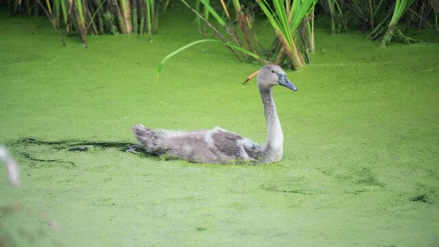 young grey swan in swamp