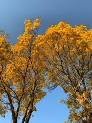 Yellow Ipe Tree