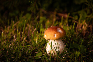 Mushroom