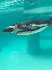 Fototapeta premium dolphin in the water