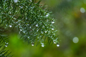 close up of green tree with drop