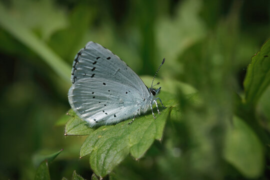 Closeup on a colorful Holly blue, Celastrina argiolus