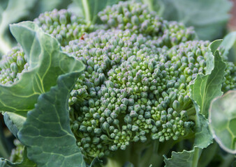 broccoli flower close up in the organic garden