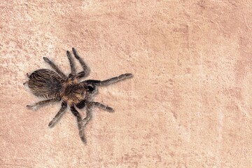 Animal.