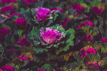 Ornamental decorative cabbage close-up. Flowering plants. Multicolored cabbage field. Natural...