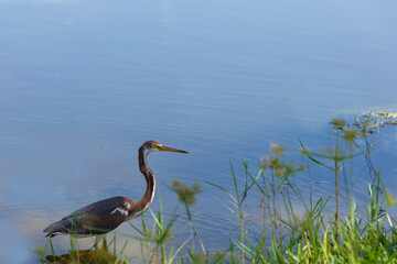 Close up of a juvenile tricolored heron along waterway